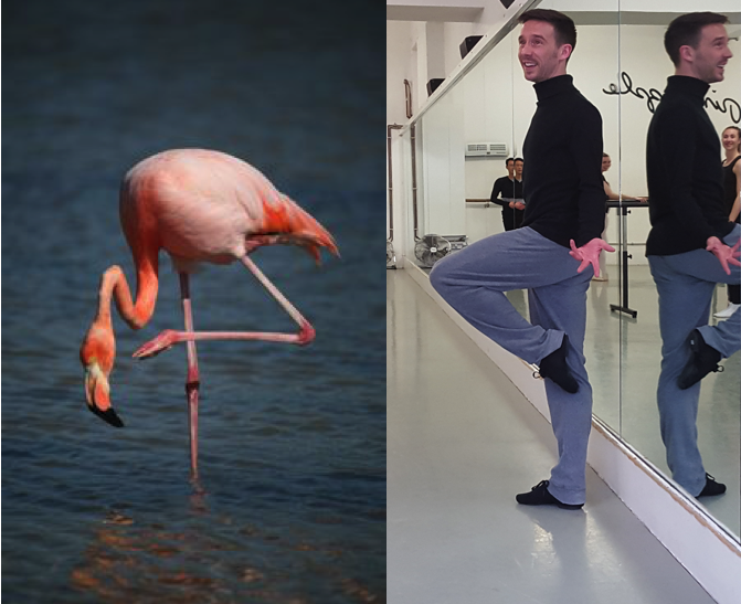"Theres's nothing more amazing than flamingos"